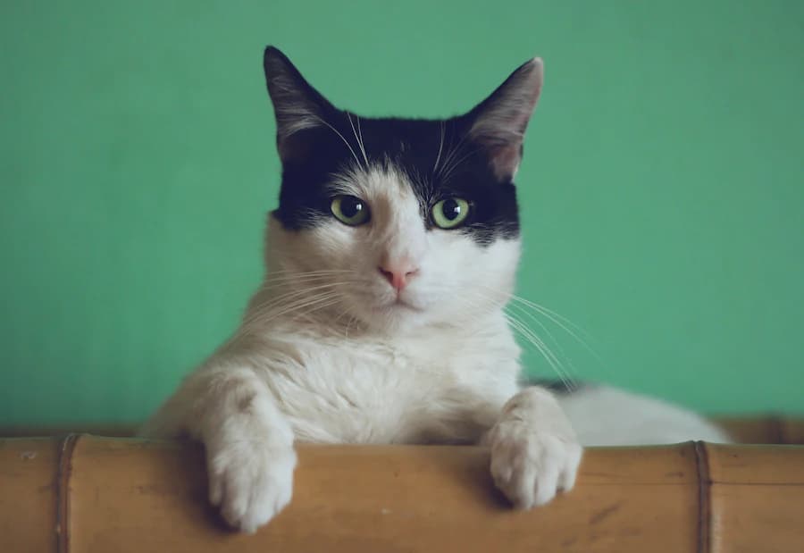 Foto de Luna