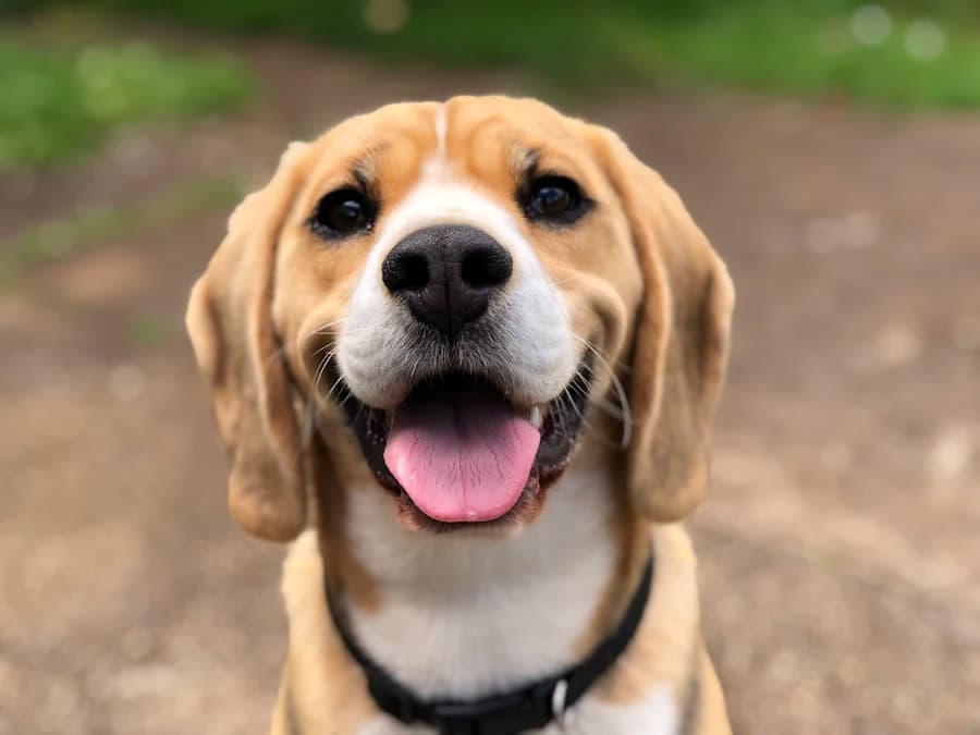 Foto de Tobias